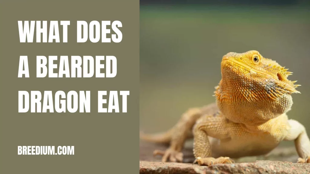 What Does A Bearded Dragon Eat
