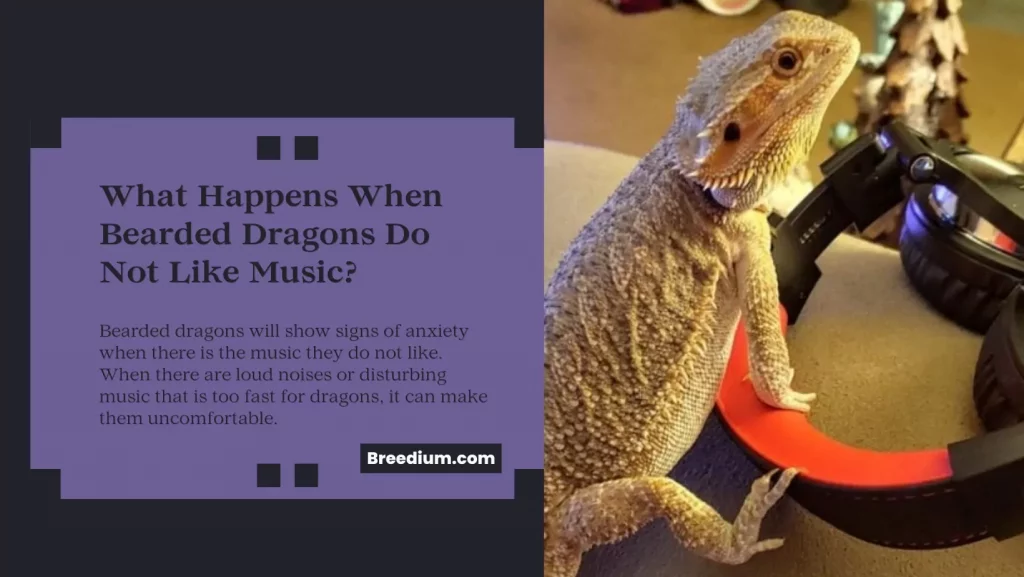 What Happens When Bearded Dragons Do Not Like Music
