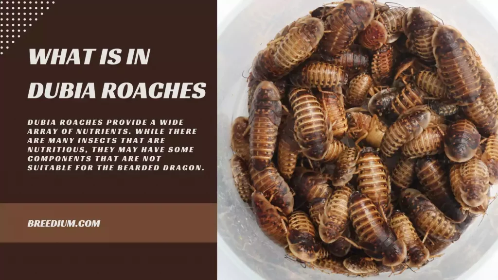 WHAT IS IN DUBIA ROACHES