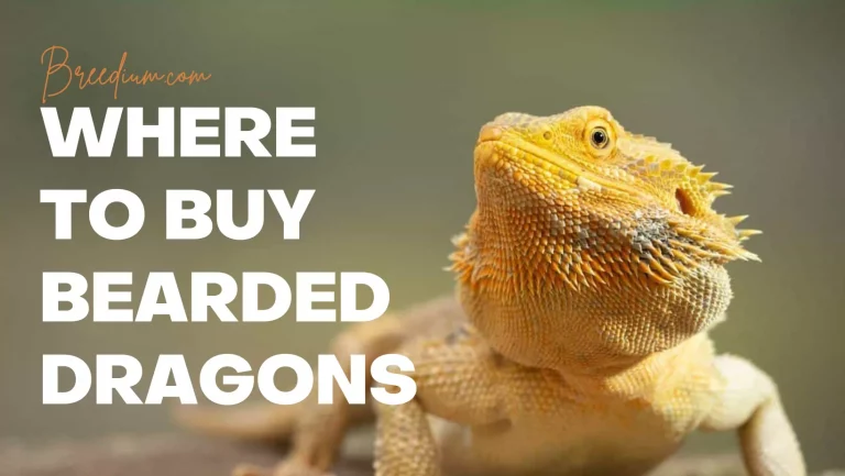 Where To Buy Bearded Dragons? | 5 Best Spot To Buy Your New Pet!