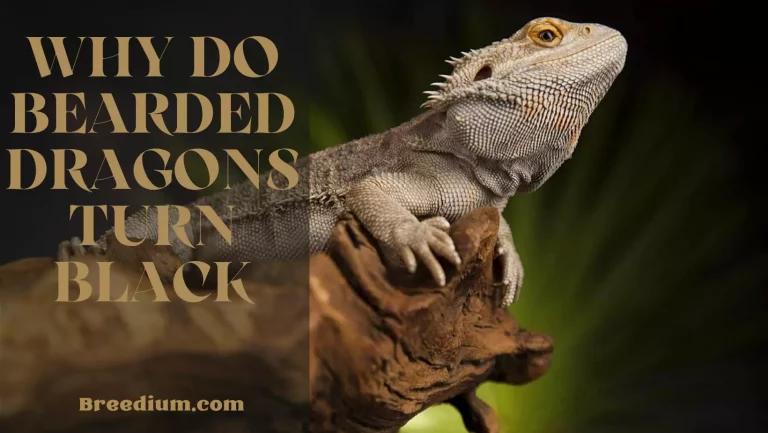 Why Do Bearded Dragons Turn Black? | 4 Major Reasons