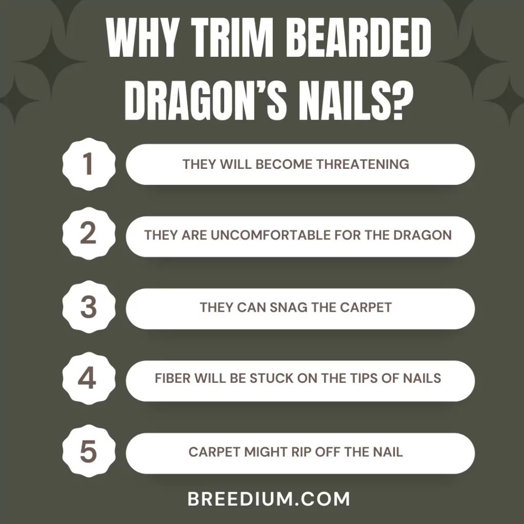 WHY TRIM BEARDED DRAGON’S NAILS