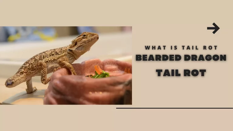 Bearded Dragon Tail Rot | Causes And Treatment