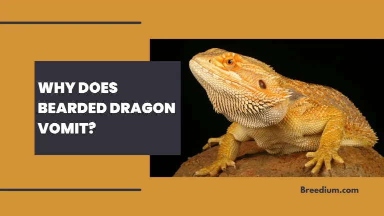 Bearded Dragon Throwing Up? | 5 Reasons Why Does Bearded Dragon Vomit?