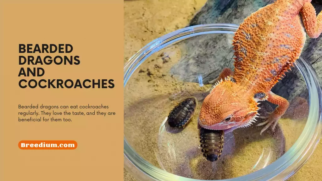 Bearded Dragons And Cockroaches