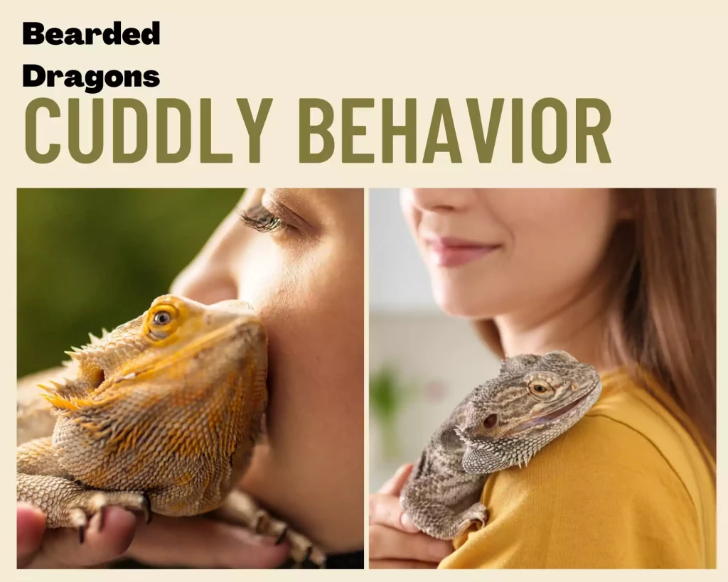 Bearded Dragons Cuddly Behavior