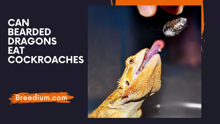 Can Bearded Dragons Eat Cockroaches? | Safe To Feed?