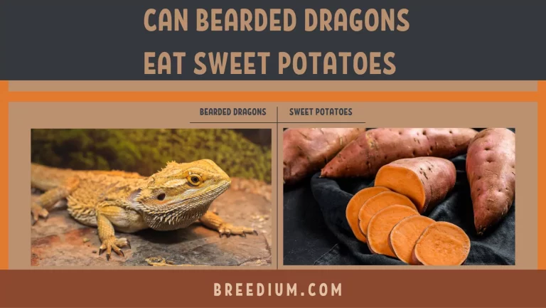 Can Bearded Dragons Eat Sweet Potatoes? | All You Need To Know!