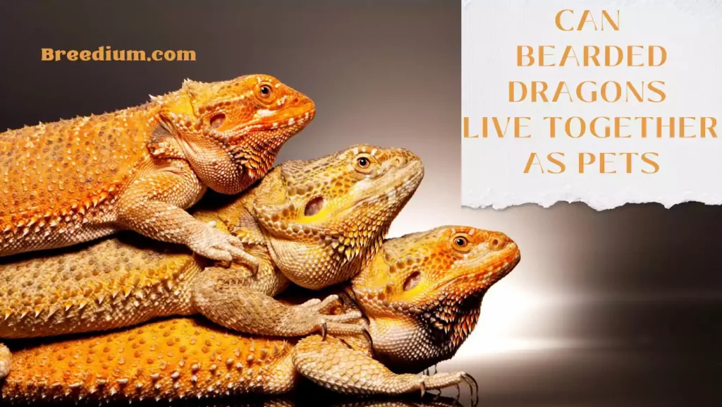 Can Bearded Dragons Live Together As Pets