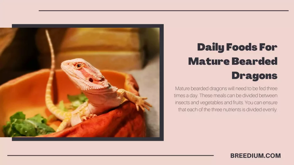 Daily Foods For Mature Bearded Dragons