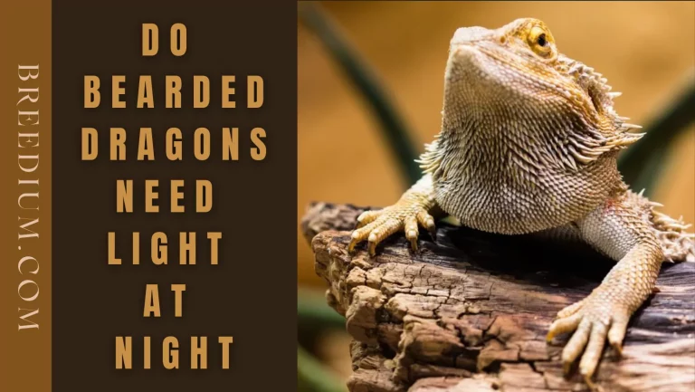 Do Bearded Dragons Need Light At Night While They Sleep? | Breedium