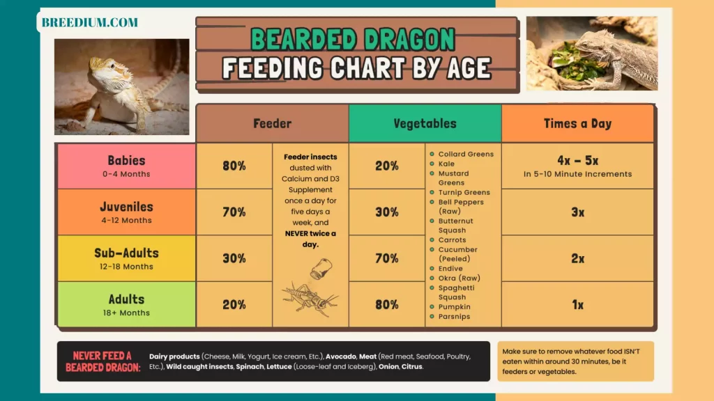 Foods For Bearded Dragons