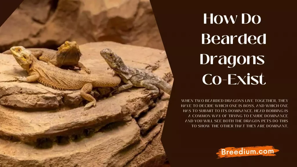 How Do Bearded Dragons CoExist