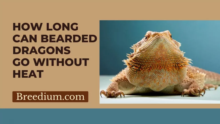 How Long Can Bearded Dragons Go Without Heat?