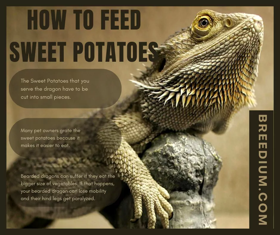 How To Feed Sweet Potatoes