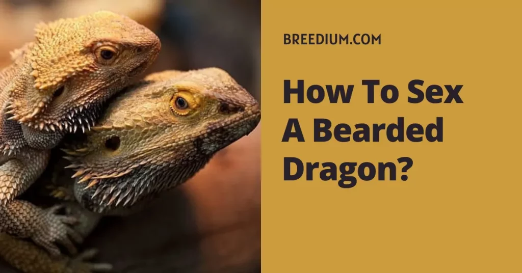 How To Sex A Bearded Dragon