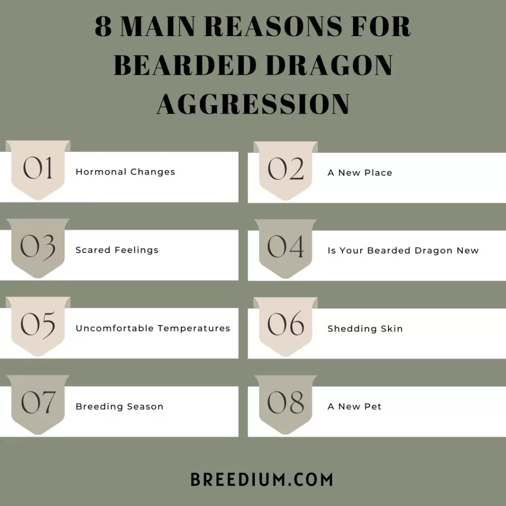 Reasons For Bearded Dragon Aggression