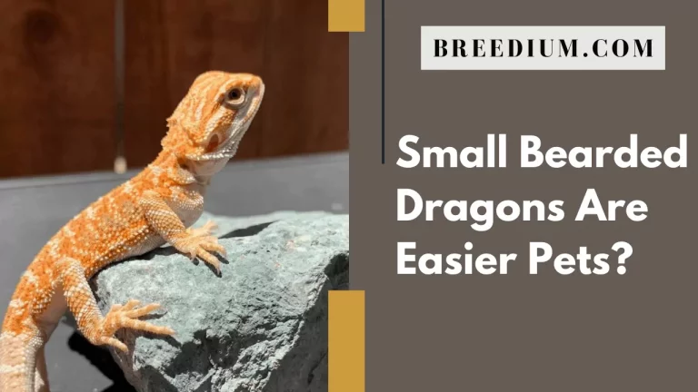 Are Small Bearded Dragons Are Easy To Pet? | Get To Know It All