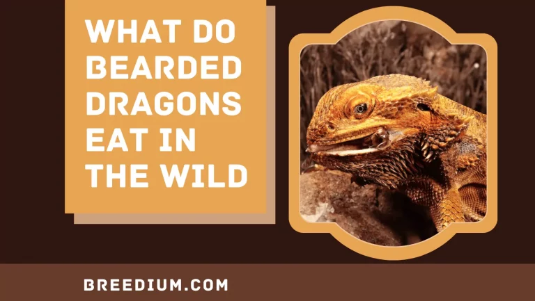 What Do Bearded Dragons Eat In The Wild? Natural Diet