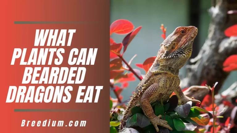 What Plants Can Bearded Dragons Eat? Edible Plant Options