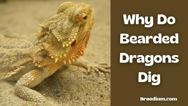 Why Do Bearded Dragons Dig The Sand In Their Tank? | 6 Major Reasons