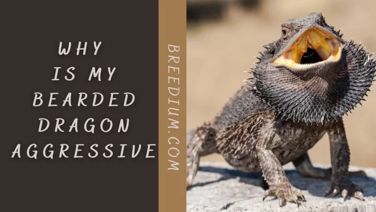 Why Is My Bearded Dragon Aggressive? | Everything You Need To Know!