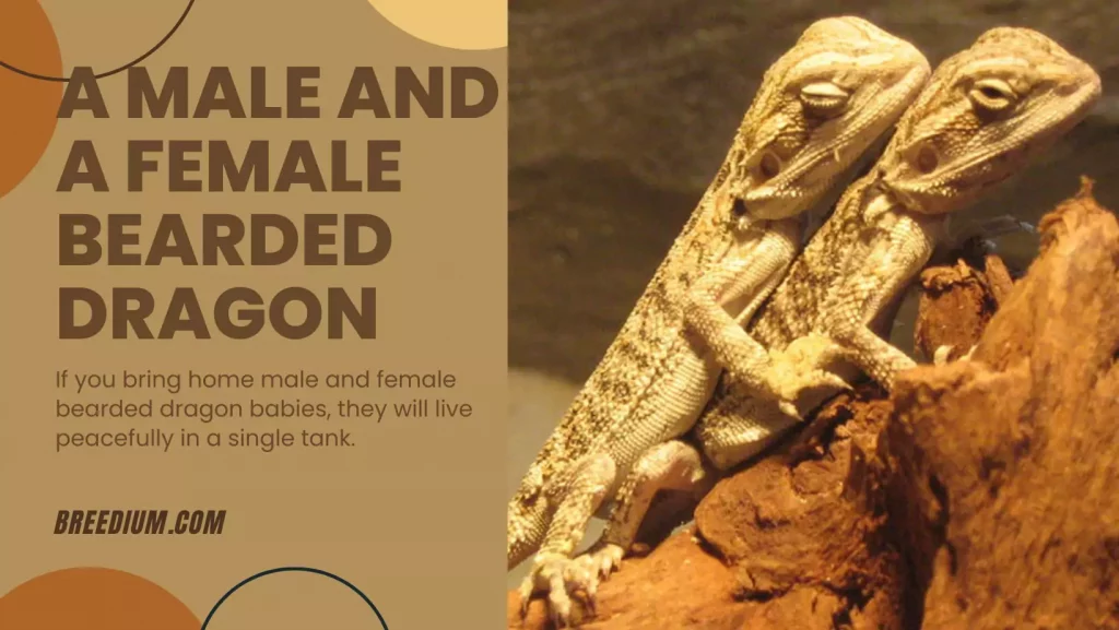 A Male And A Female Bearded Dragon