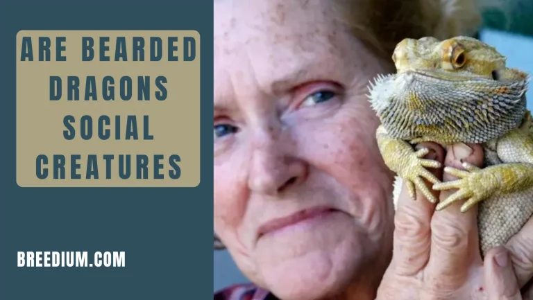 Are Bearded Dragons Social Creatures? | Everything You Should Know
