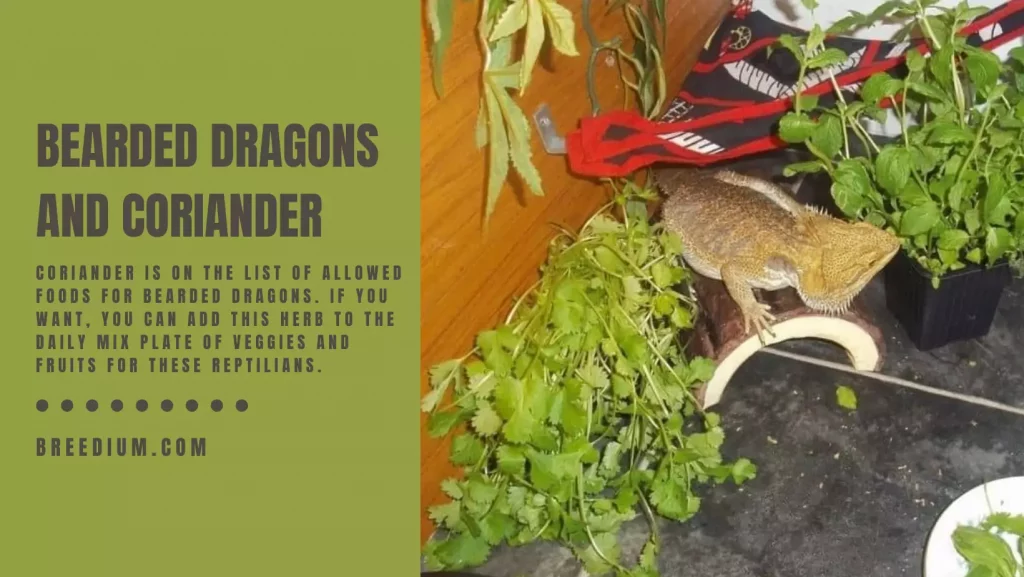 Bearded Dragons And Coriander
