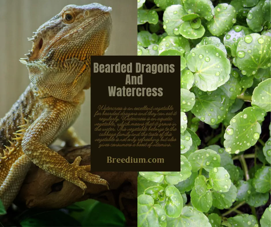 Bearded Dragons And Watercress