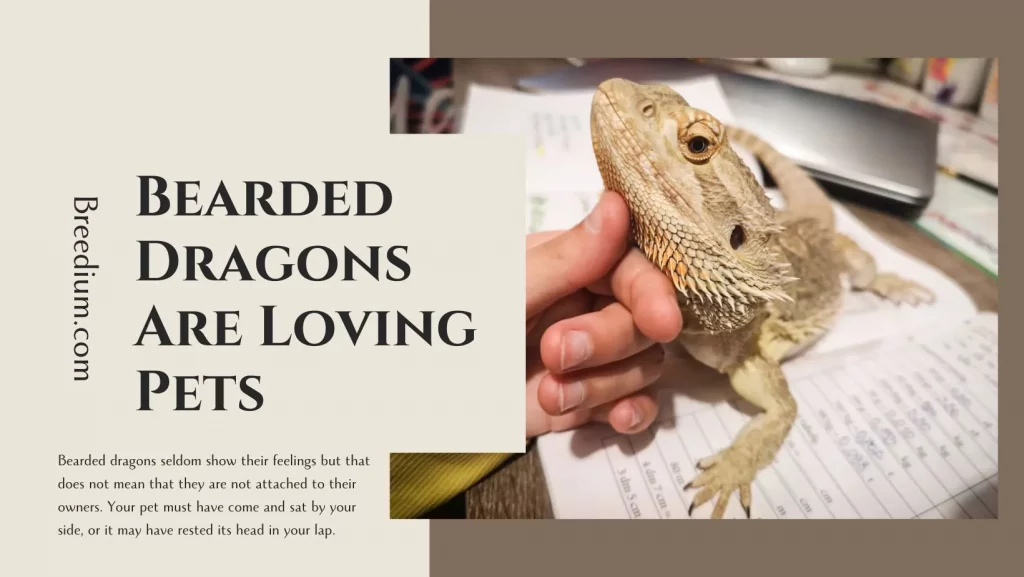Bearded Dragons Are Loving Pets