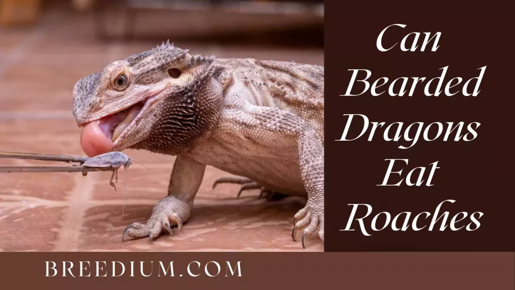 Can Bearded Dragon Eat Roaches