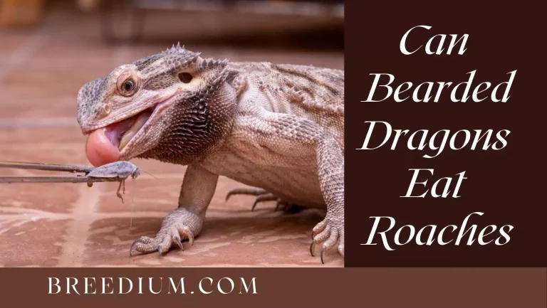 Can Bearded Dragons Eat Roaches? | Safe And Nutritious Food?