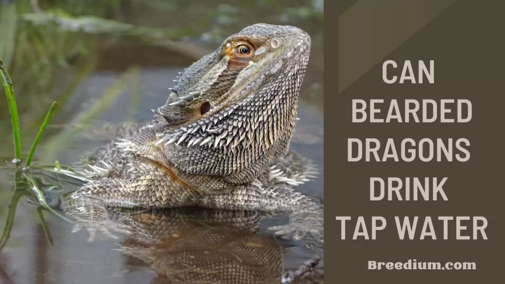 Can Bearded Dragons Drink Tap Water