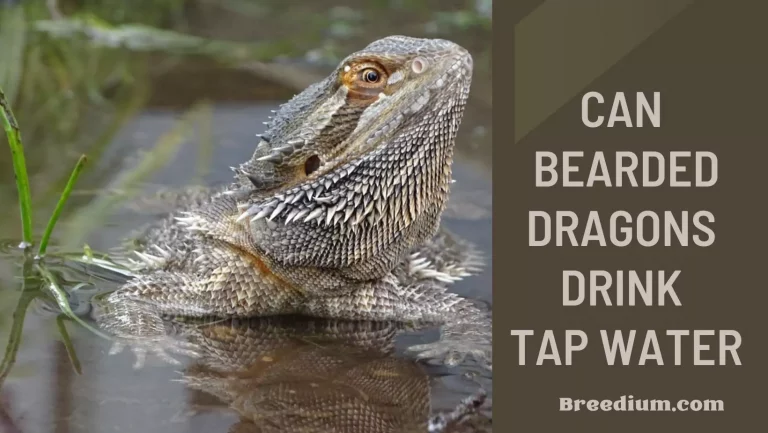 Can Bearded Dragons Drink Tap Water? | Safe Or Not?