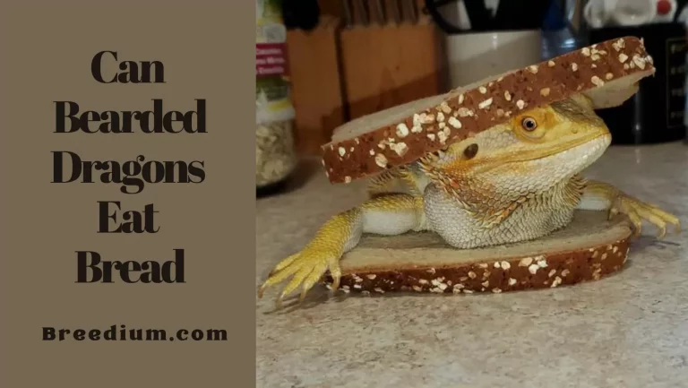 Can Bearded Dragons Eat Bread And Other Baked Goods?