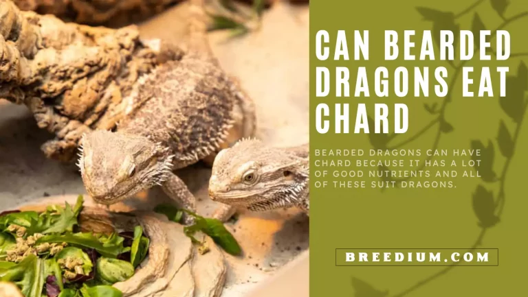 Can Bearded Dragons Eat Chard? | Complete Nutrition Guide