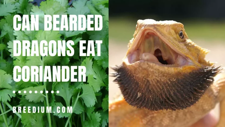 Can Bearded Dragons Eat Coriander? | Safe Herb To Offer?
