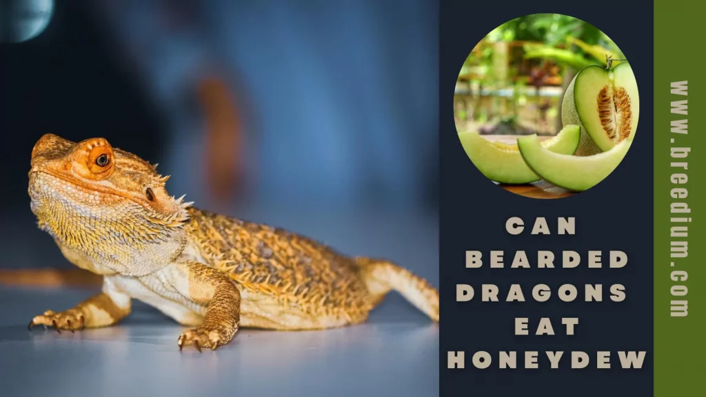 Can Bearded Dragons Eat Honeydew