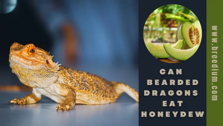 Can Bearded Dragons Eat Honeydew? | Nutrition Guide For Pet Owners