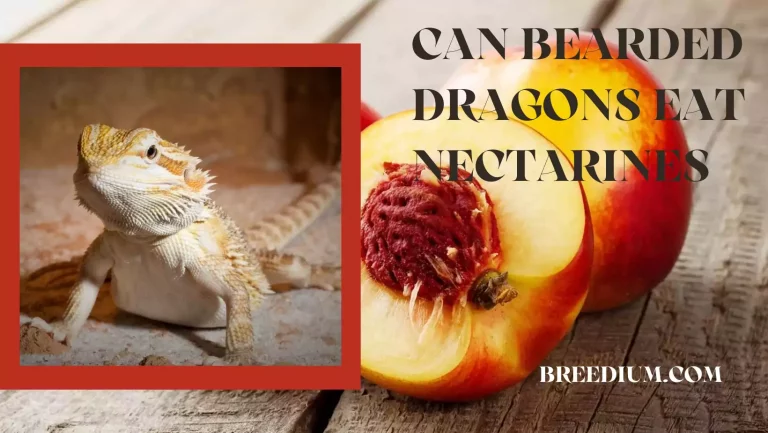 Can Bearded Dragons Eat Nectarines? | Complete Nutrition Guide