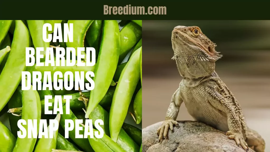 Can Bearded Dragons Eat Snap Peas