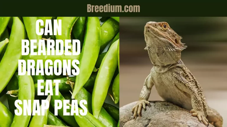 Can Bearded Dragons Eat Snap Peas? | Good For Them?