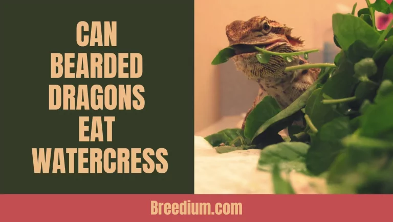 Can Bearded Dragons Eat Watercress? | How Much Should You Feed Your Pet?