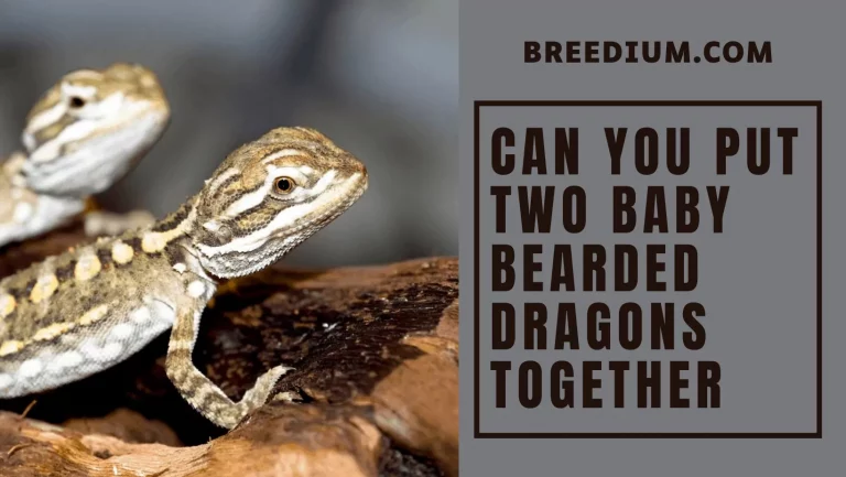 Can You Put 2 Baby Bearded Dragons Together? | All Facts You Should Know!