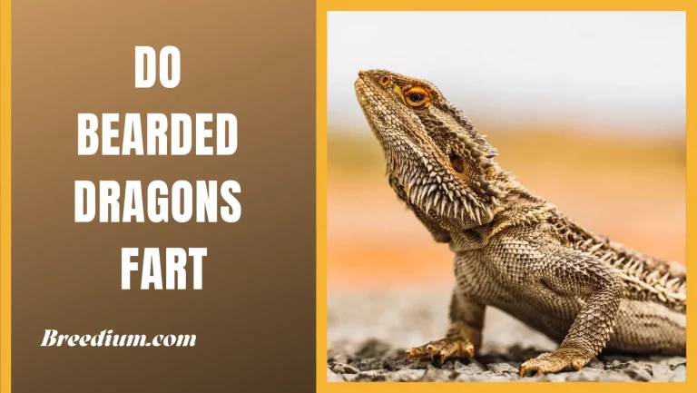 Do Bearded Dragons Fart Just Like Other Animals? | Facts You Should Know