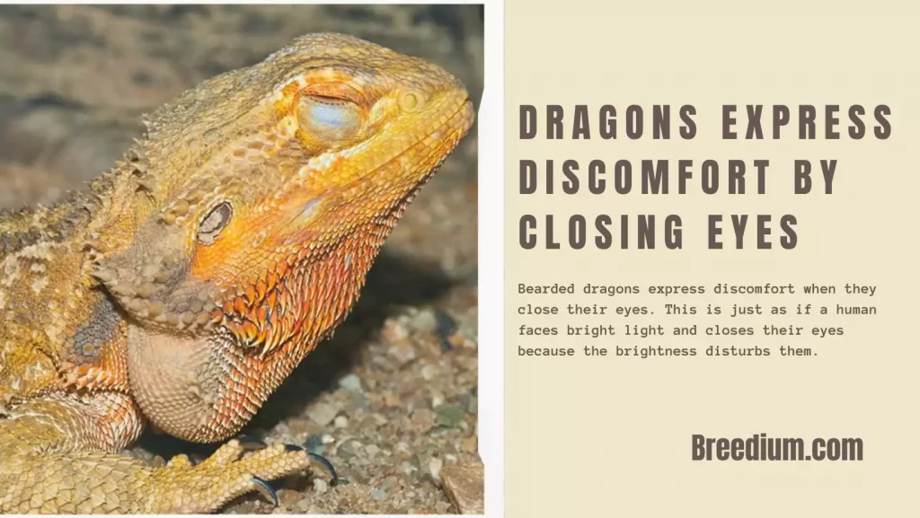 Dragons Express Discomfort By Closing Eyes