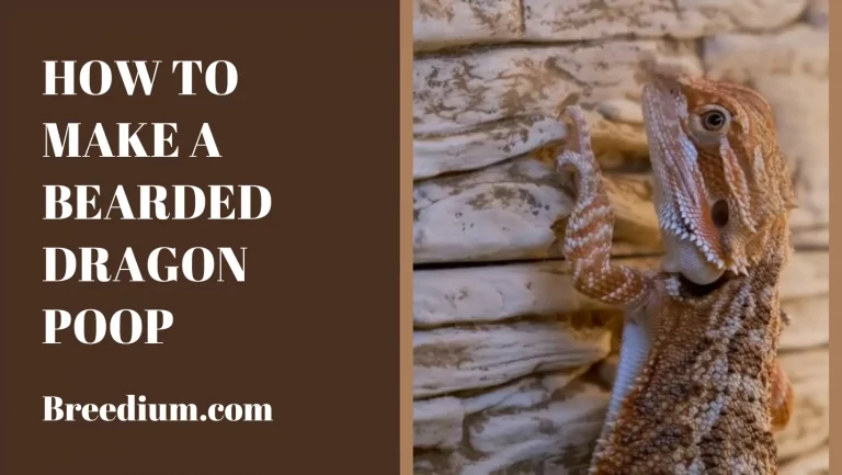 How To Make A Bearded Dragon Poop? Helpful Tips