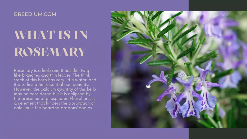 What Is In Rosemary