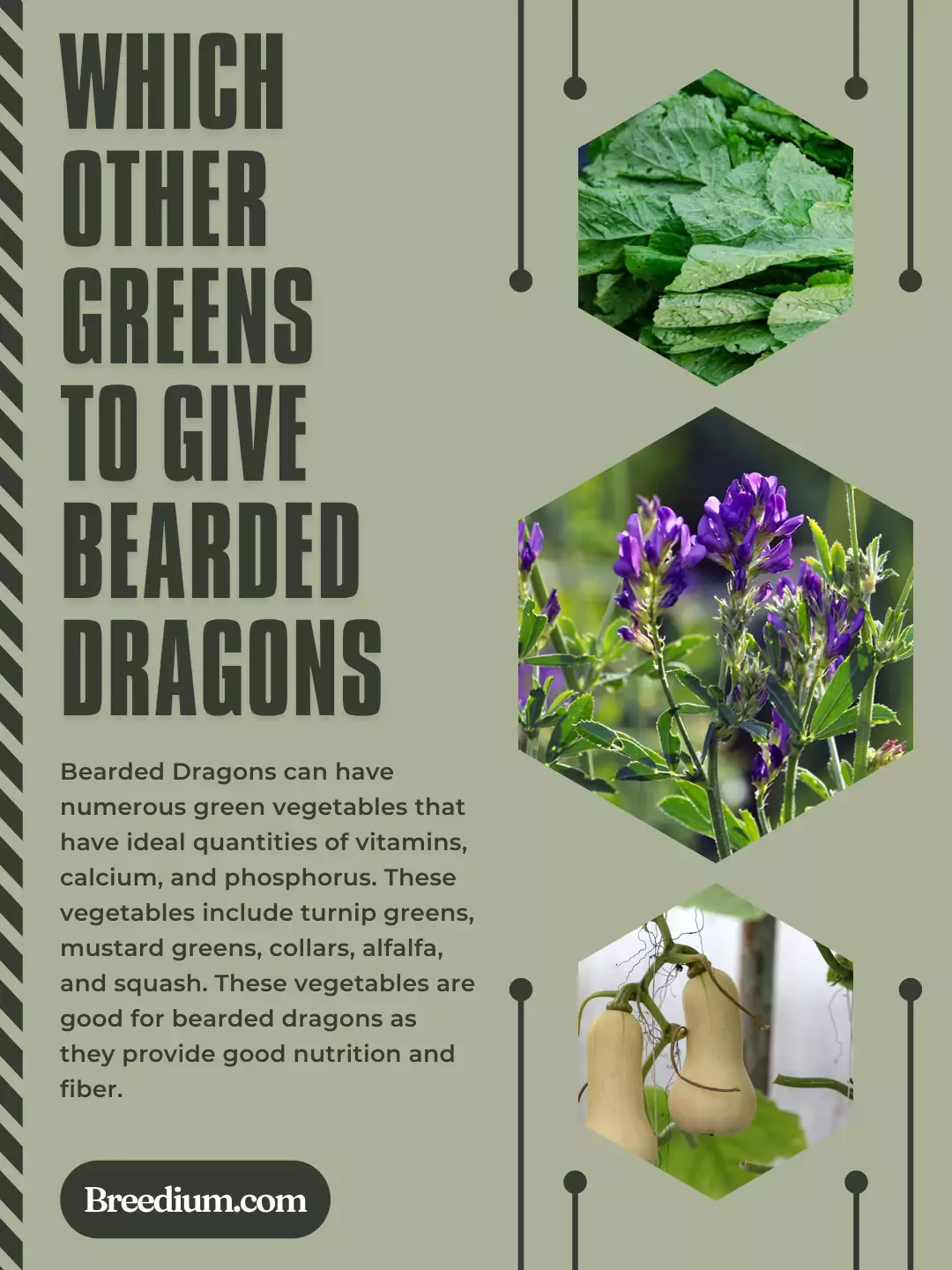 Which Other Greens To Give Bearded Dragons